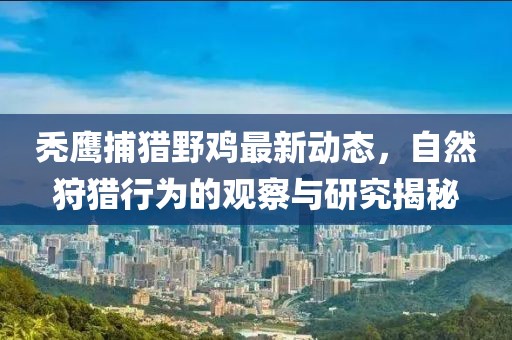 秃鹰捕猎野鸡最新动态，自然狩猎行为的观察与研究揭秘