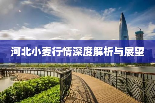 河北小麦行情深度解析与展望