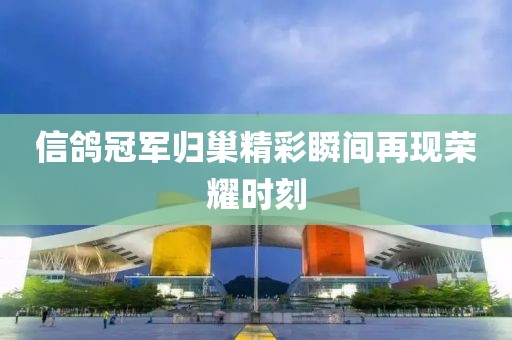 信鸽冠军归巢精彩瞬间再现荣耀时刻