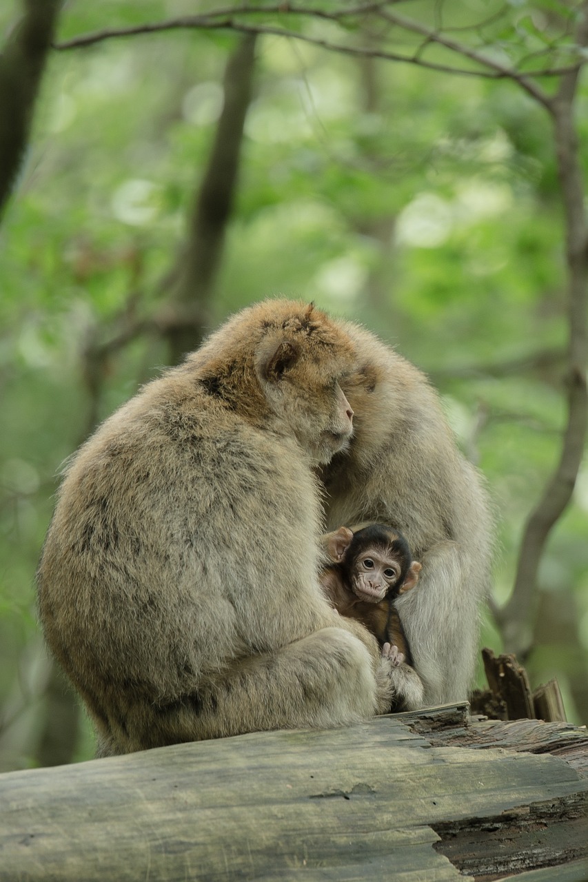 澳门正版资料大全资料生肖卡：本期推荐猴、羊、马、狗