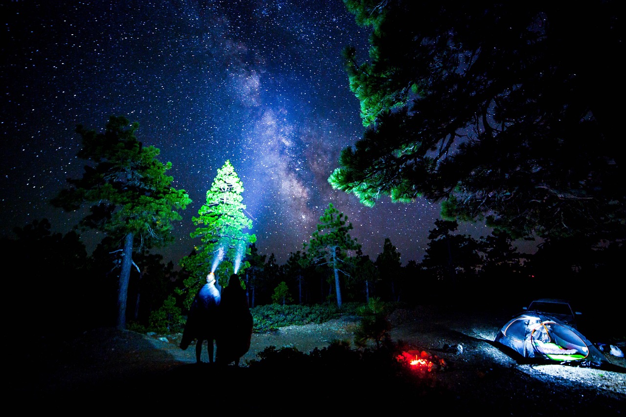 芒果启明星，热带风情的璀璨之星