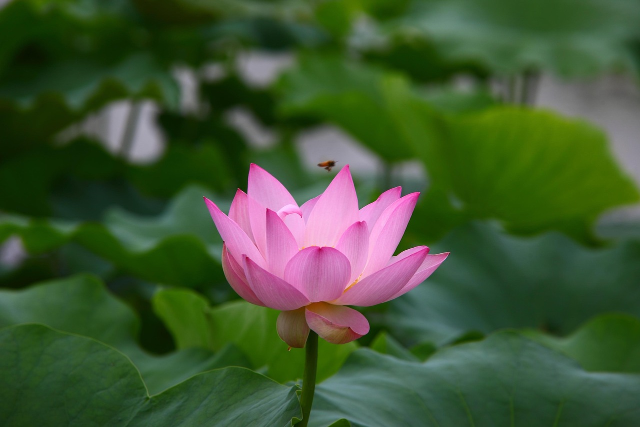 铂悦城动态，把握城市发展脉搏，展望美好未来