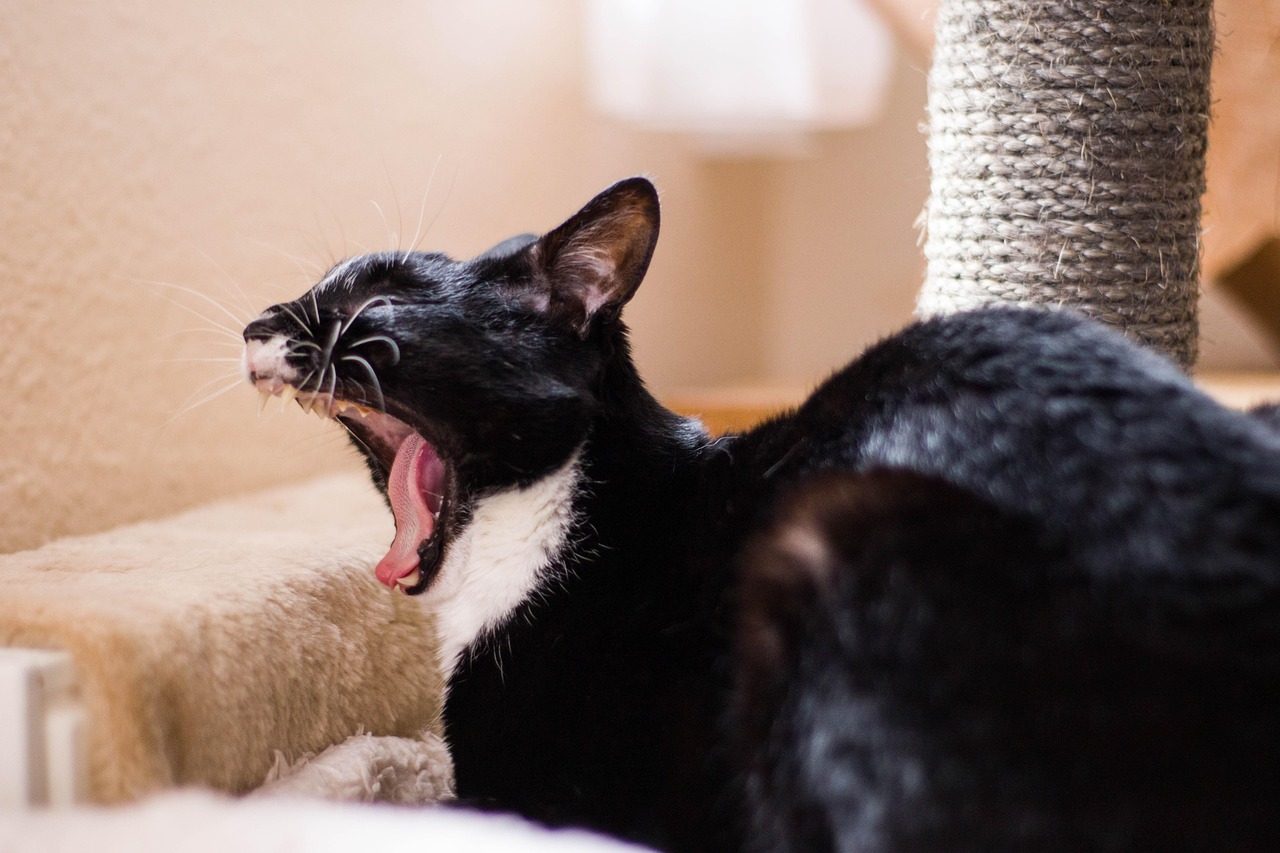 二次元世界中的猫之魅力，探寻猫的无限风采