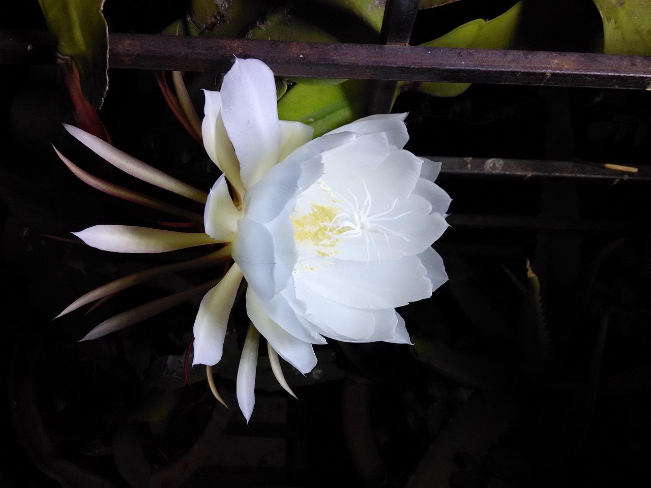 电视剧茉莉花开，生命之花的绽放旅程