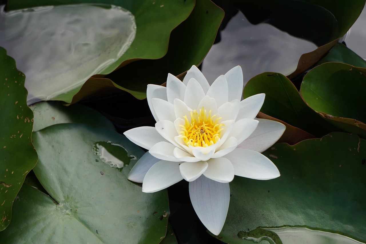 花桥可逸兰亭最新房价概览与动态分析