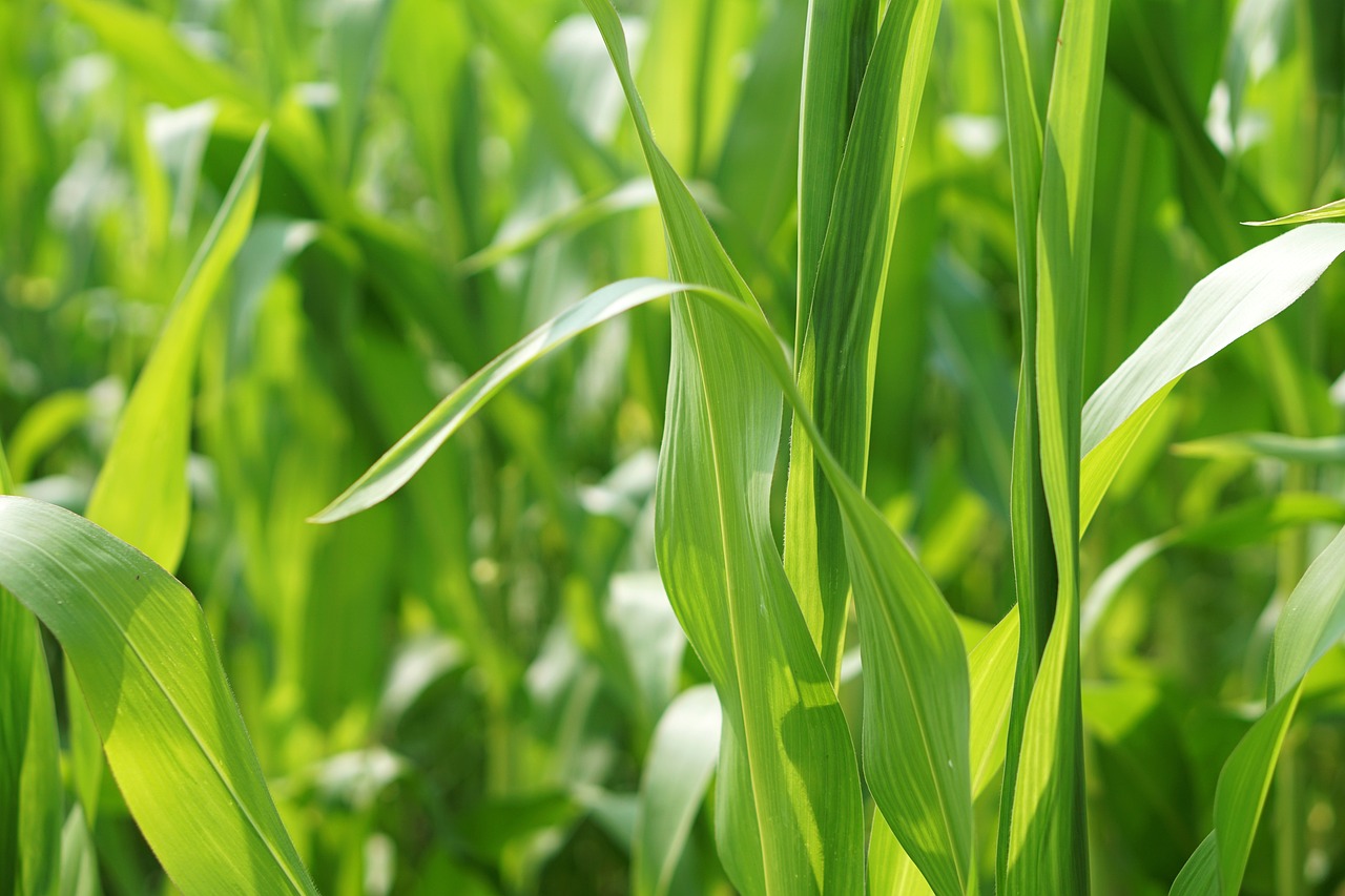 最新油麦菜价格行情分析与趋势预测