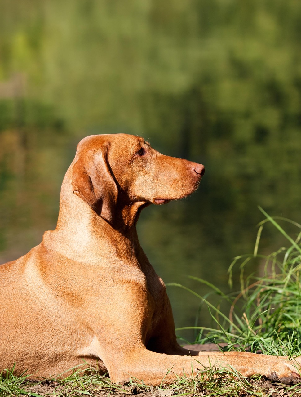 最新比特犬交易资讯，市场趋势、品种特点与购买指南全解析