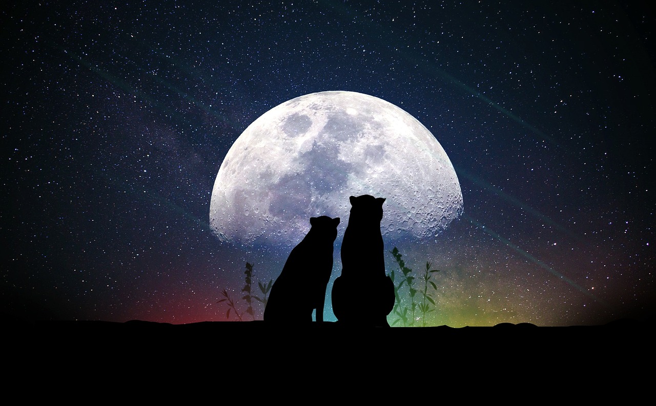 探索2017夜夜精选视频的魅力与风采