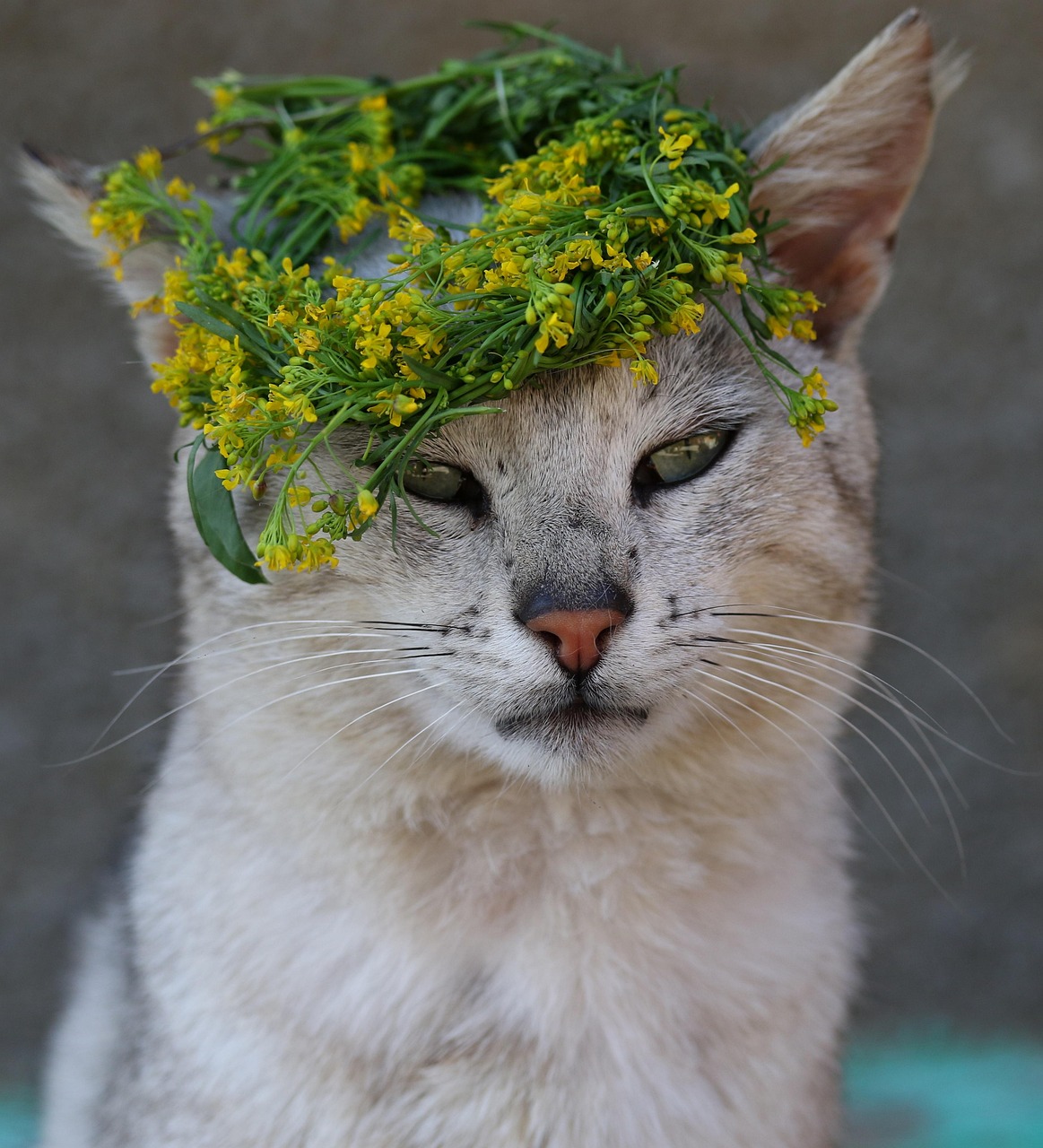 猫咪成人电影，独特文化现象的深度探索