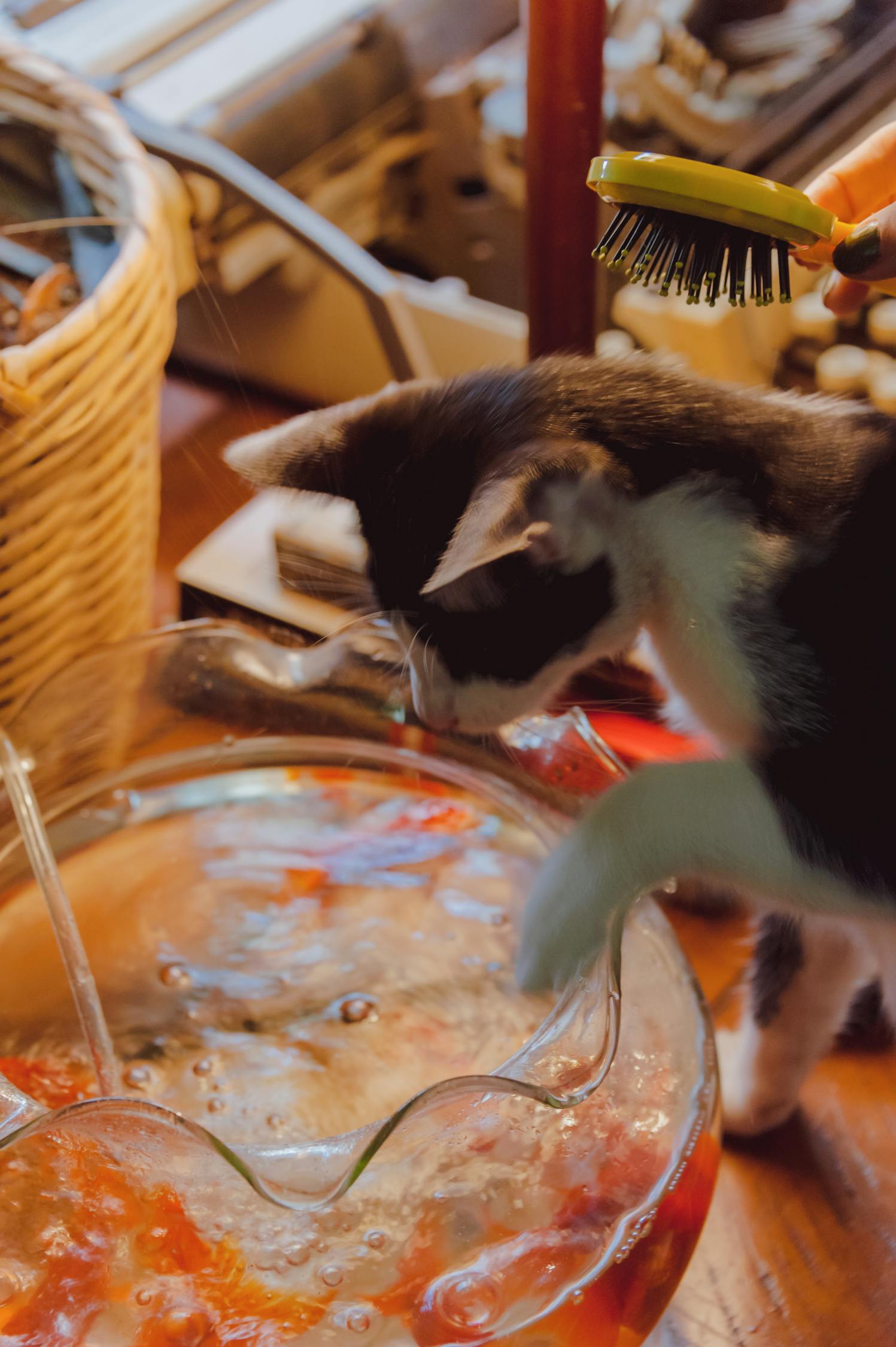 探索猫界新成员，最新猫种介绍大盘点