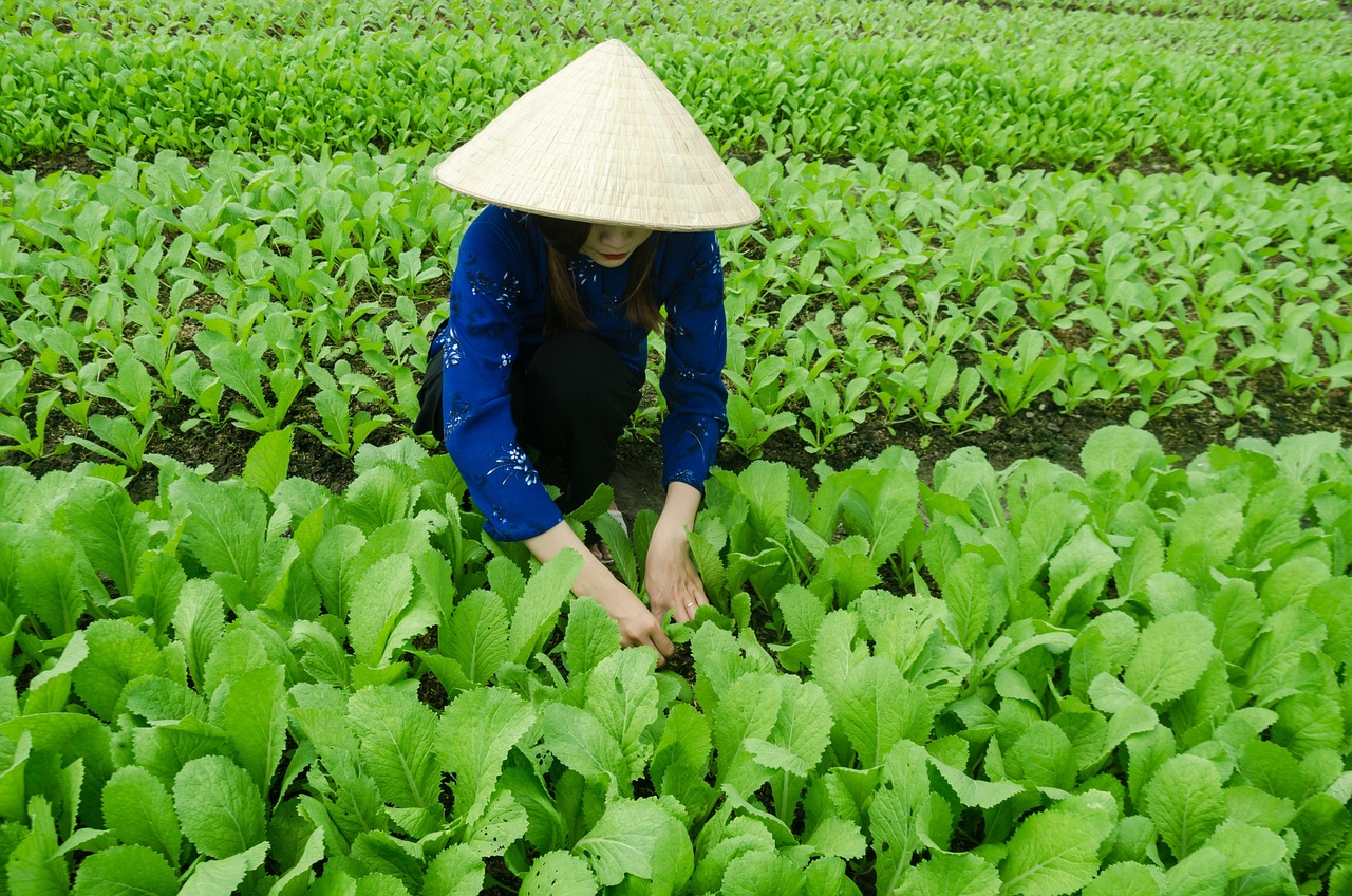 三亚抱坡村近期资讯概览，最新动态与资讯汇总