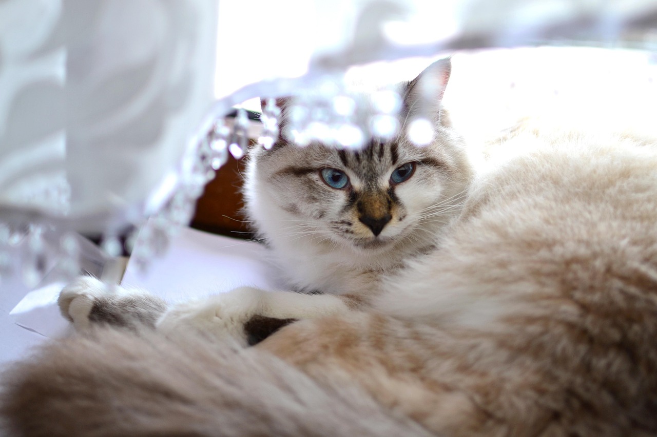 猫咪夜谈新鲜资讯，探索猫界新世界