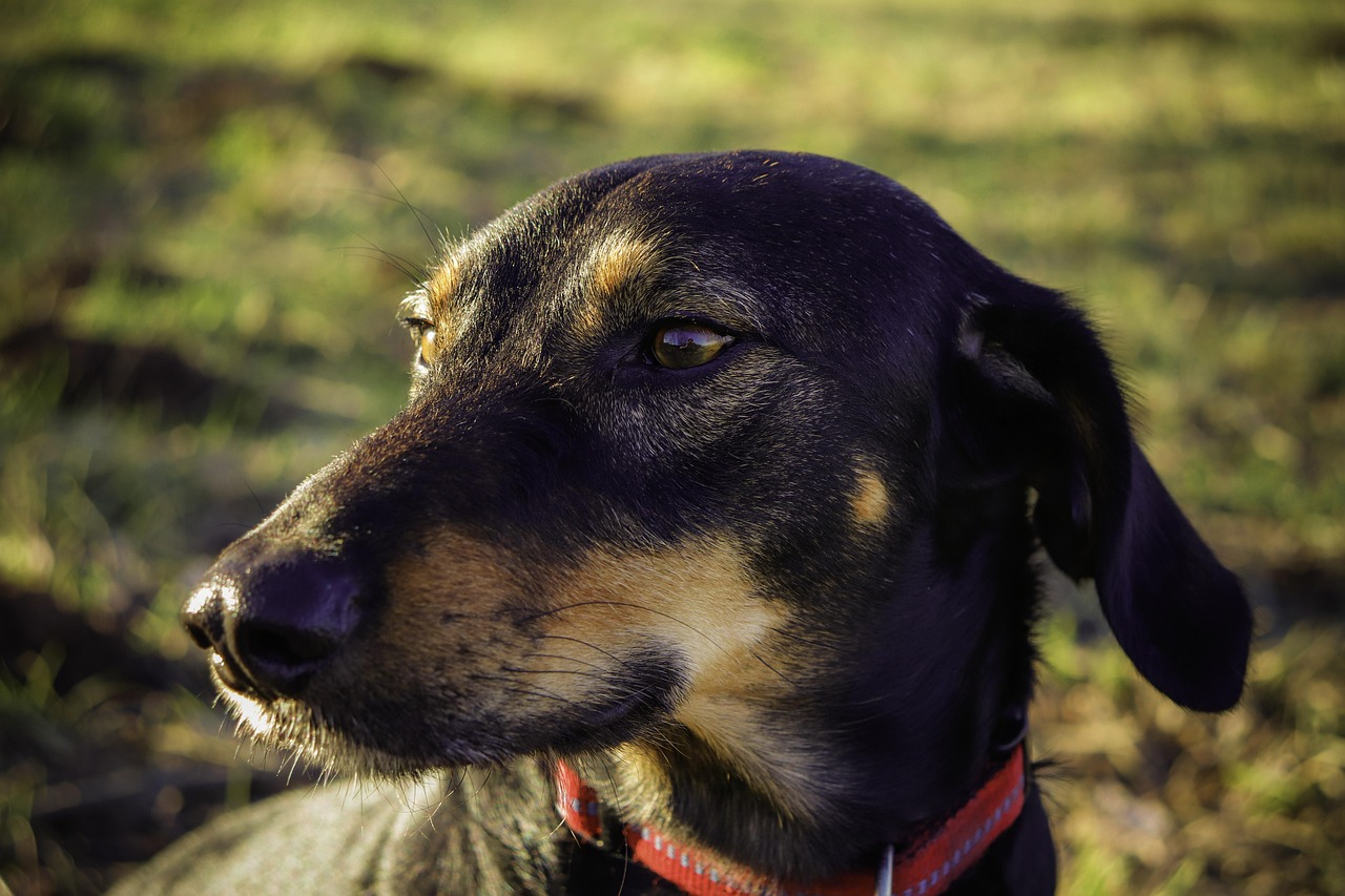 犬登陆比赛，展现犬类魅力的精彩舞台