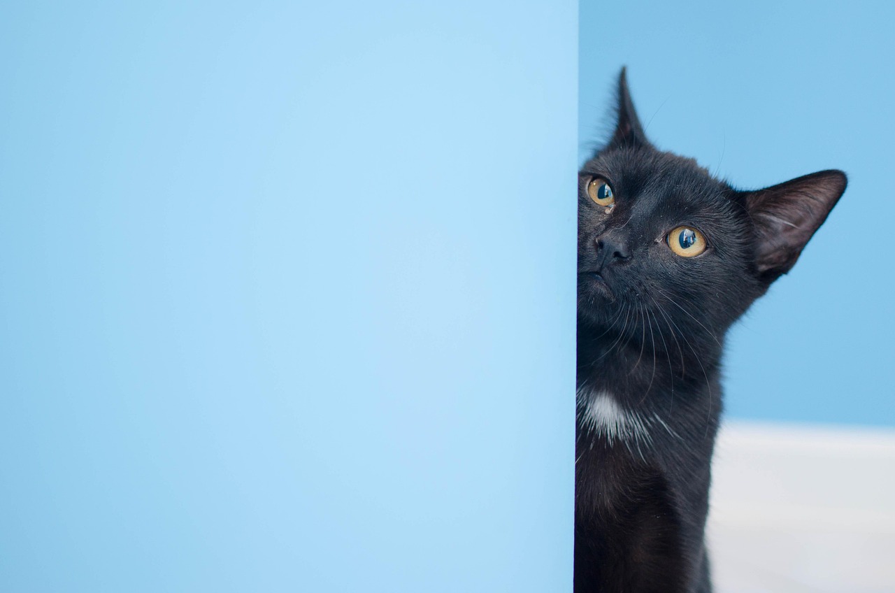 CFA猫比赛，探索猫咪竞技的多样性与精彩