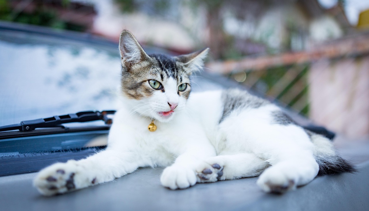 探索猫的世界，全新版猫咪体验的魅力