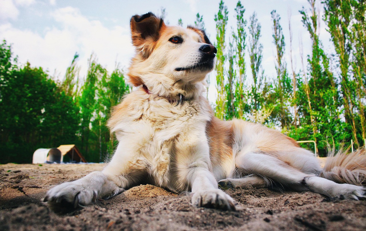 属狗的明星群星闪耀，犬年英雄盘点