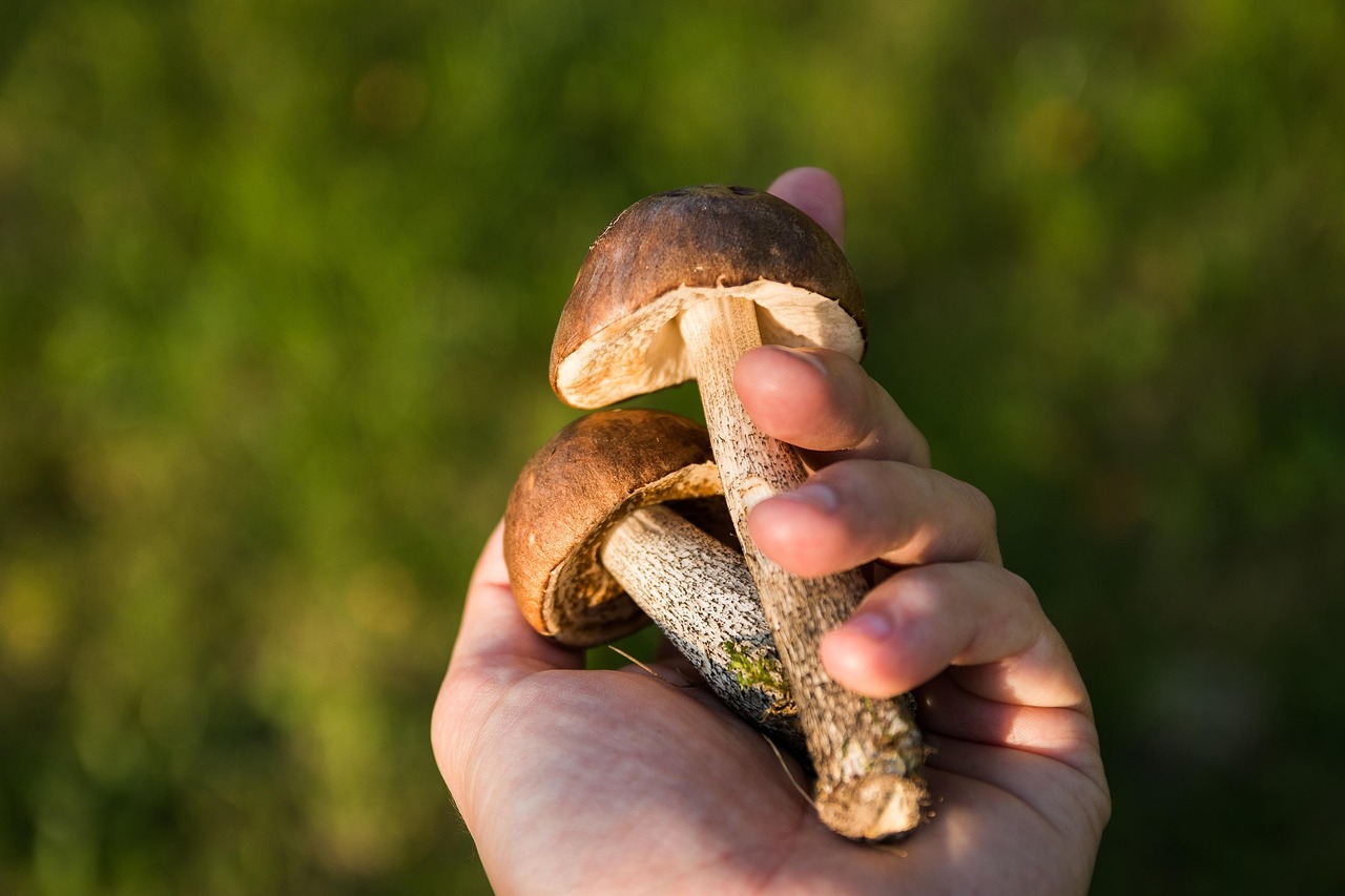 探索自然美味与可持续生态交融，最新采蘑菇动态