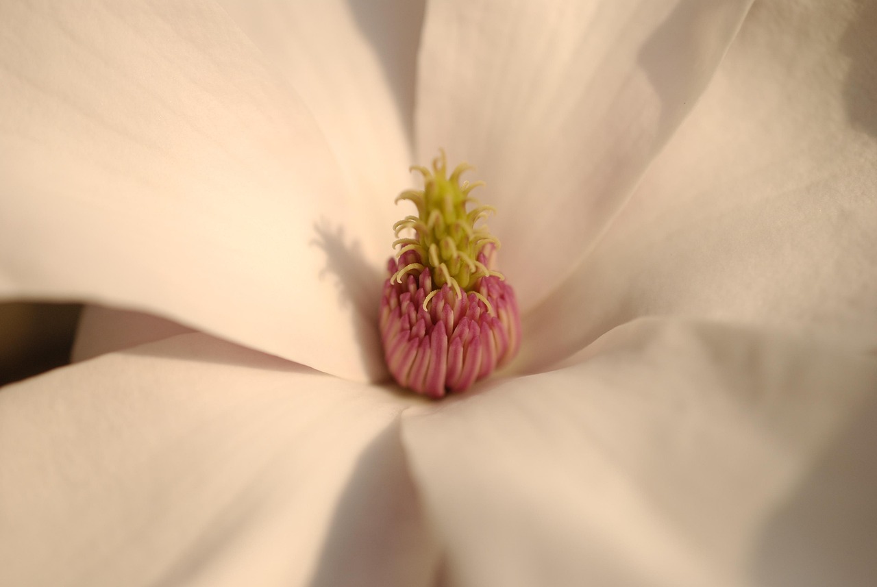 三峡花苑最新动态，花朵绽放，发展机遇显现