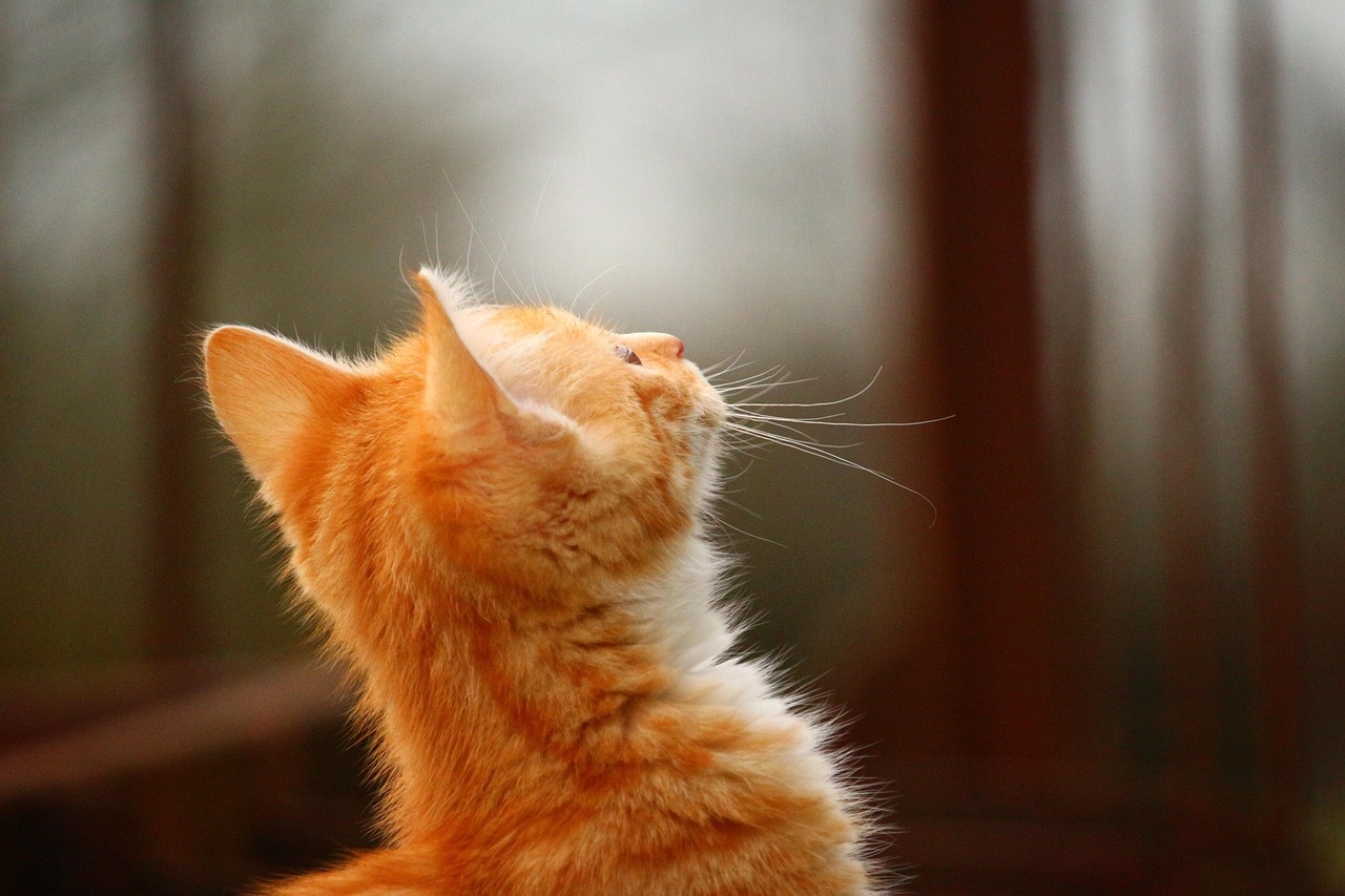 猫咪战车全新版本,革新与乐趣的极致融合