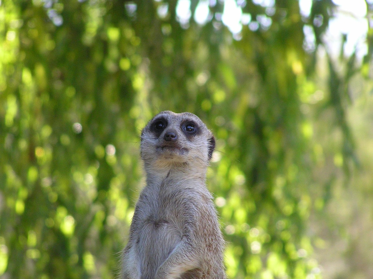 猫咪战车全新版本,革新与乐趣的极致融合