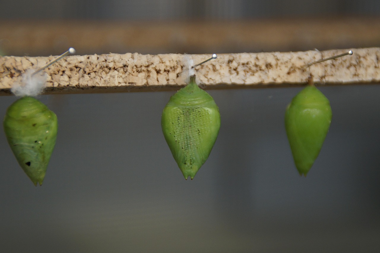 荆州棚户区改造最新进展动态更新