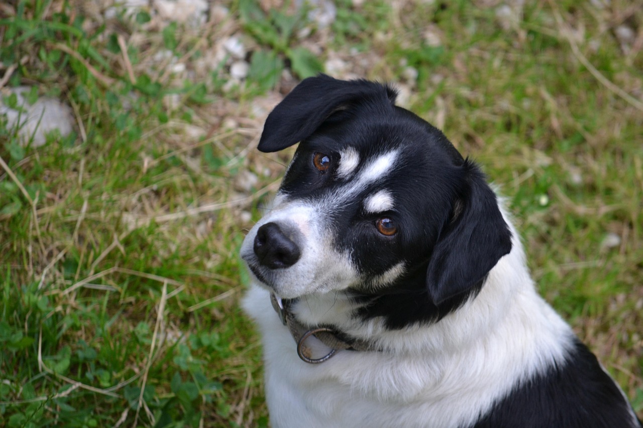 最新狗狗训练教程,打造忠诚伙伴的关键步骤指南