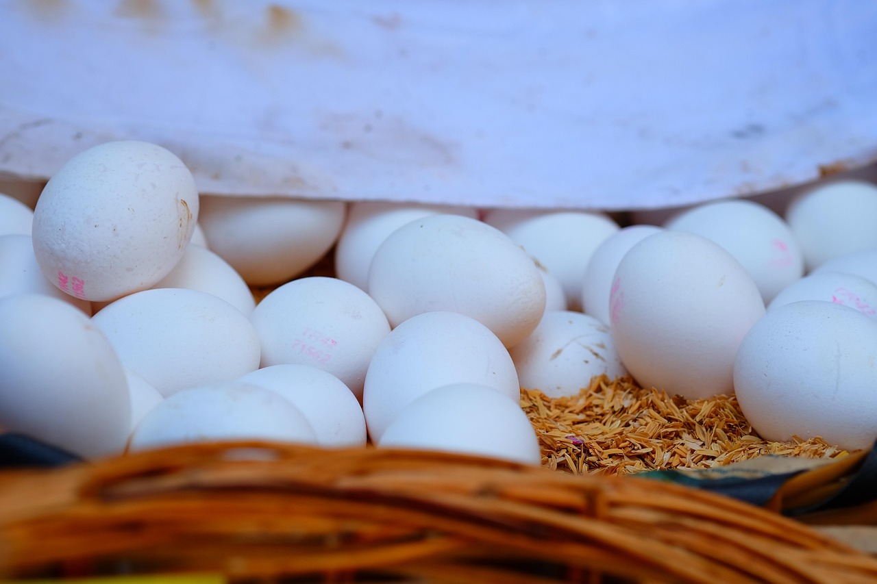 莴笋最新价格行情走势分析,市场动态与趋势预测