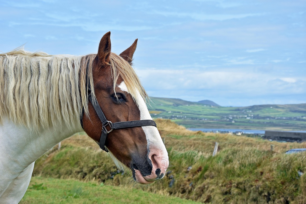 草二村新面貌揭秘,最新动态展现乡村发展新序幕