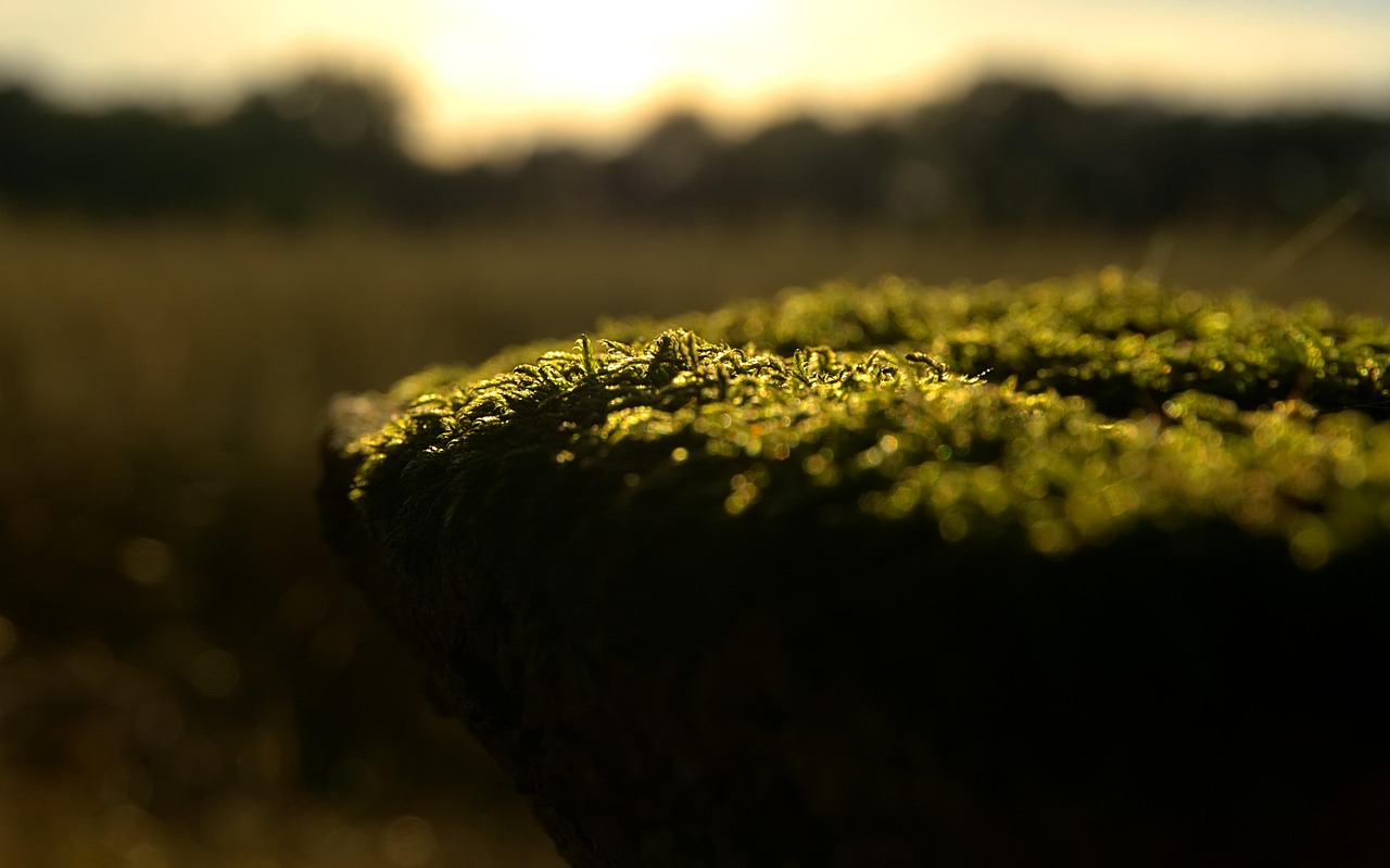 锦绣田园五朵金花的最新章节更新情况