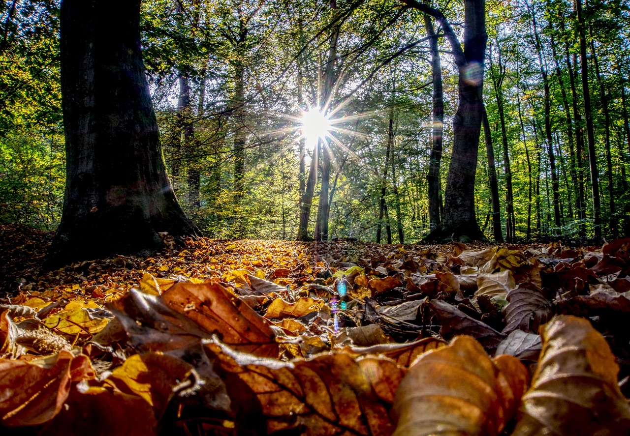 保定苏堤与杭城新脉动,最新动态探析
