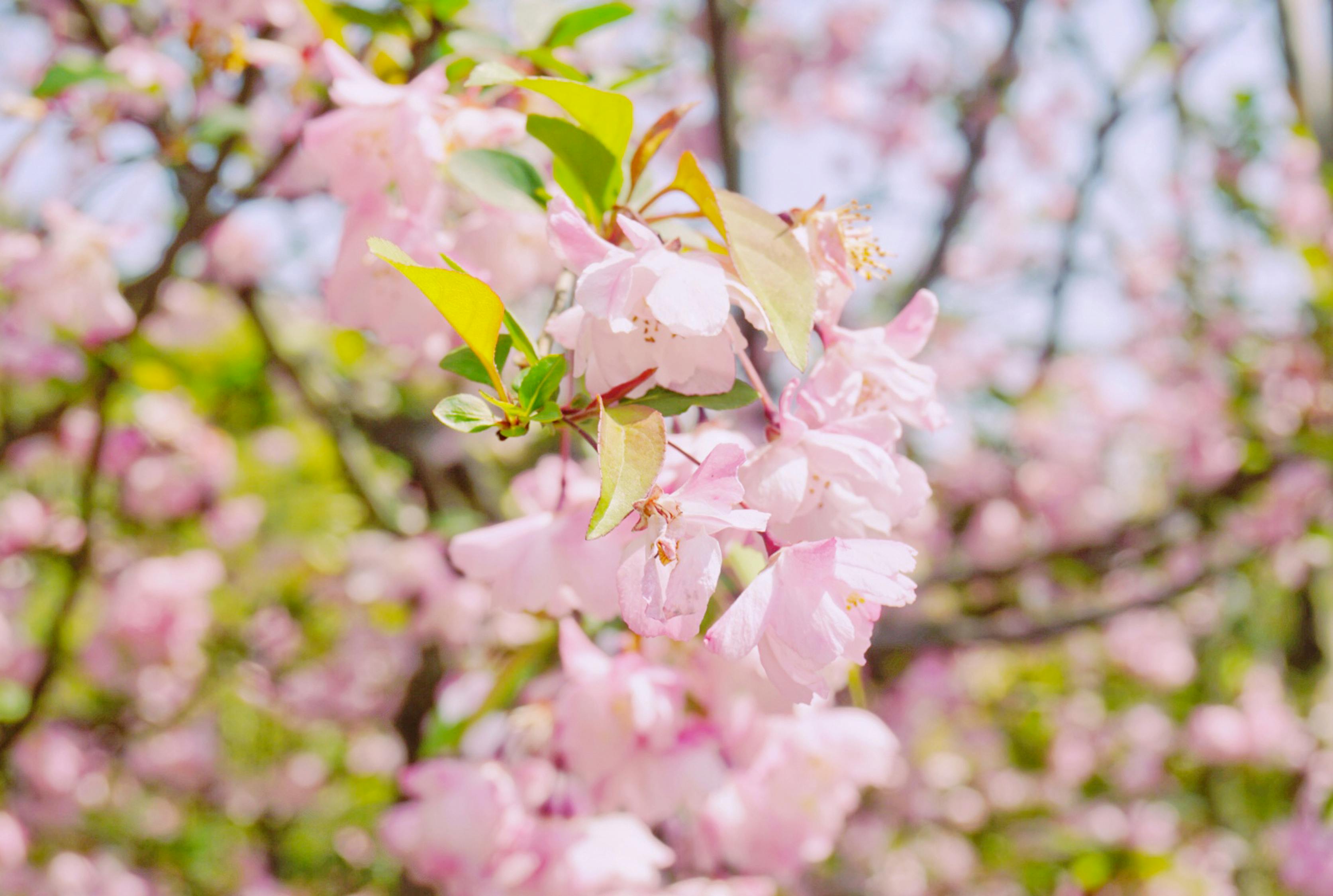 闪耀之星,大明星孙小琳的璀璨之旅