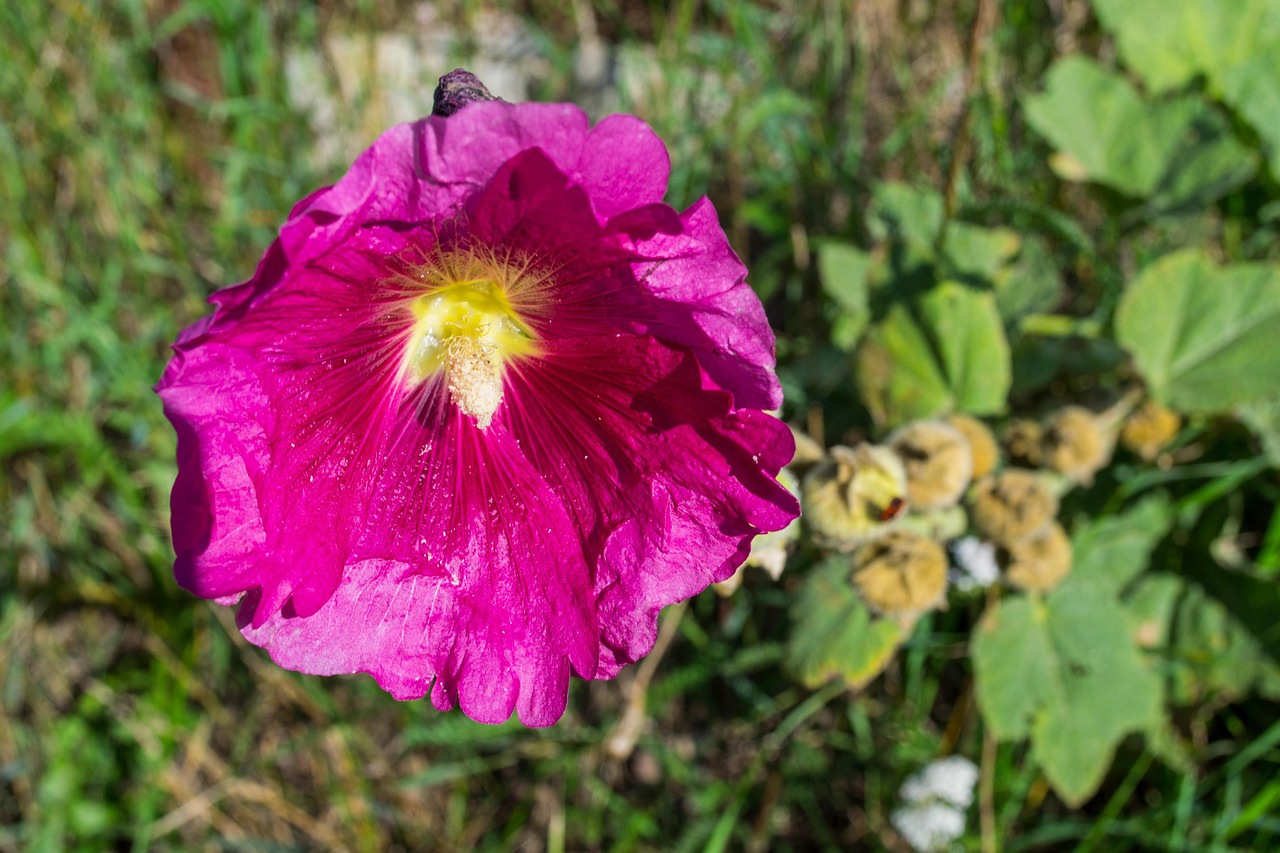 罗牛山最新动态,引领绿色发展的先锋力量