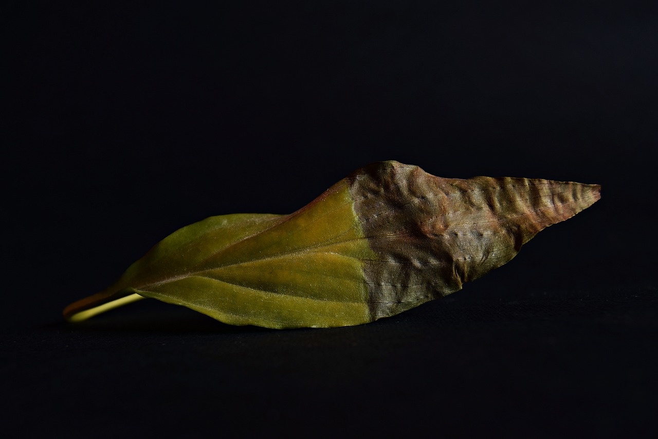 叶淼与叶水墨,探索艺术与生活的无限可能最新动态