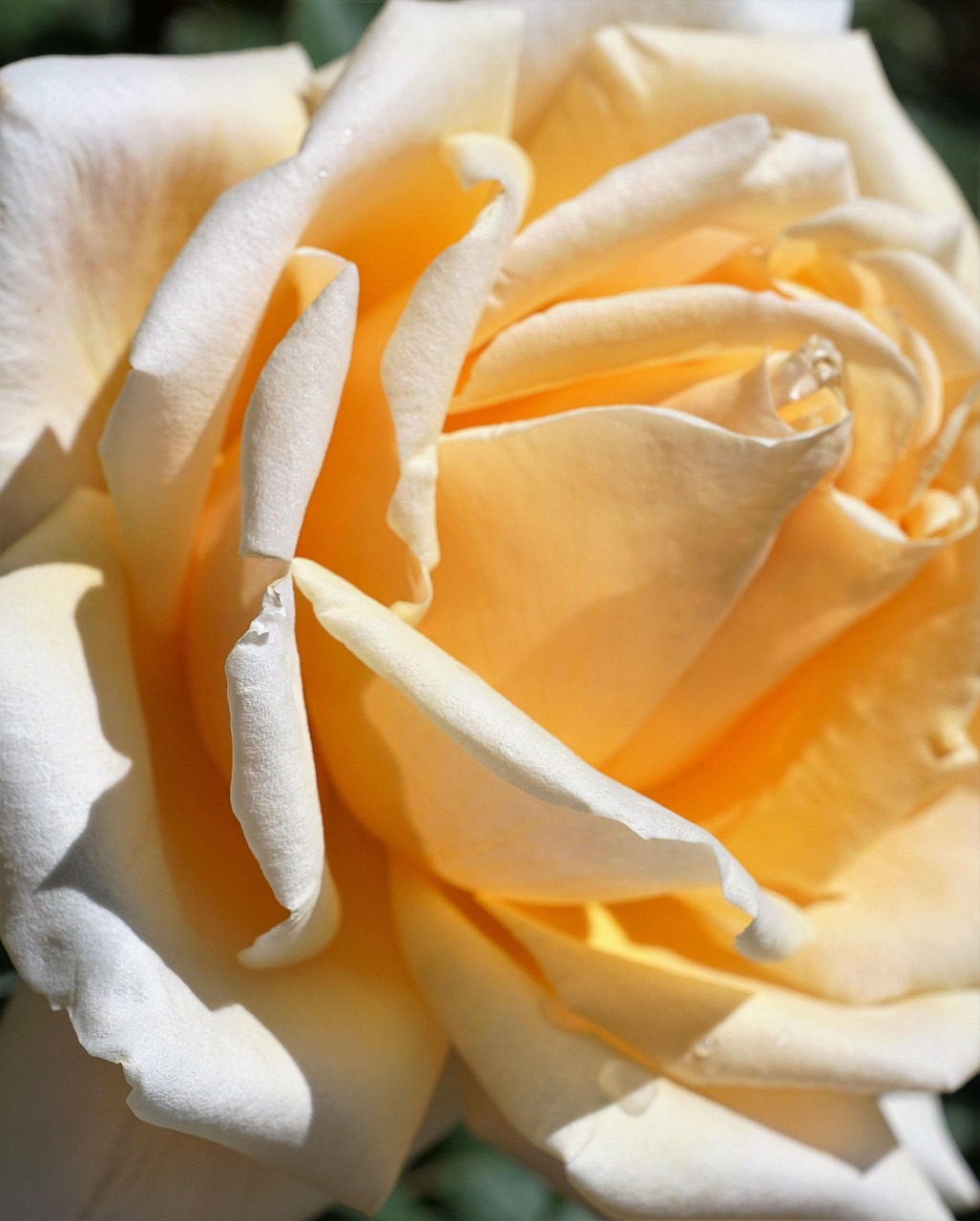 岷县陈红最新动态,艺术之光的绽放