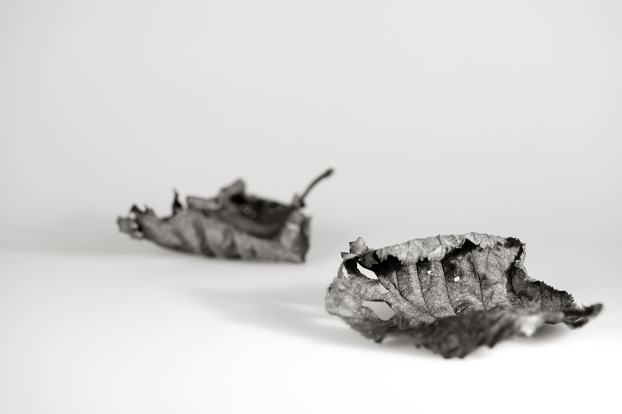 岷县陈红最新动态,艺术之光的绽放