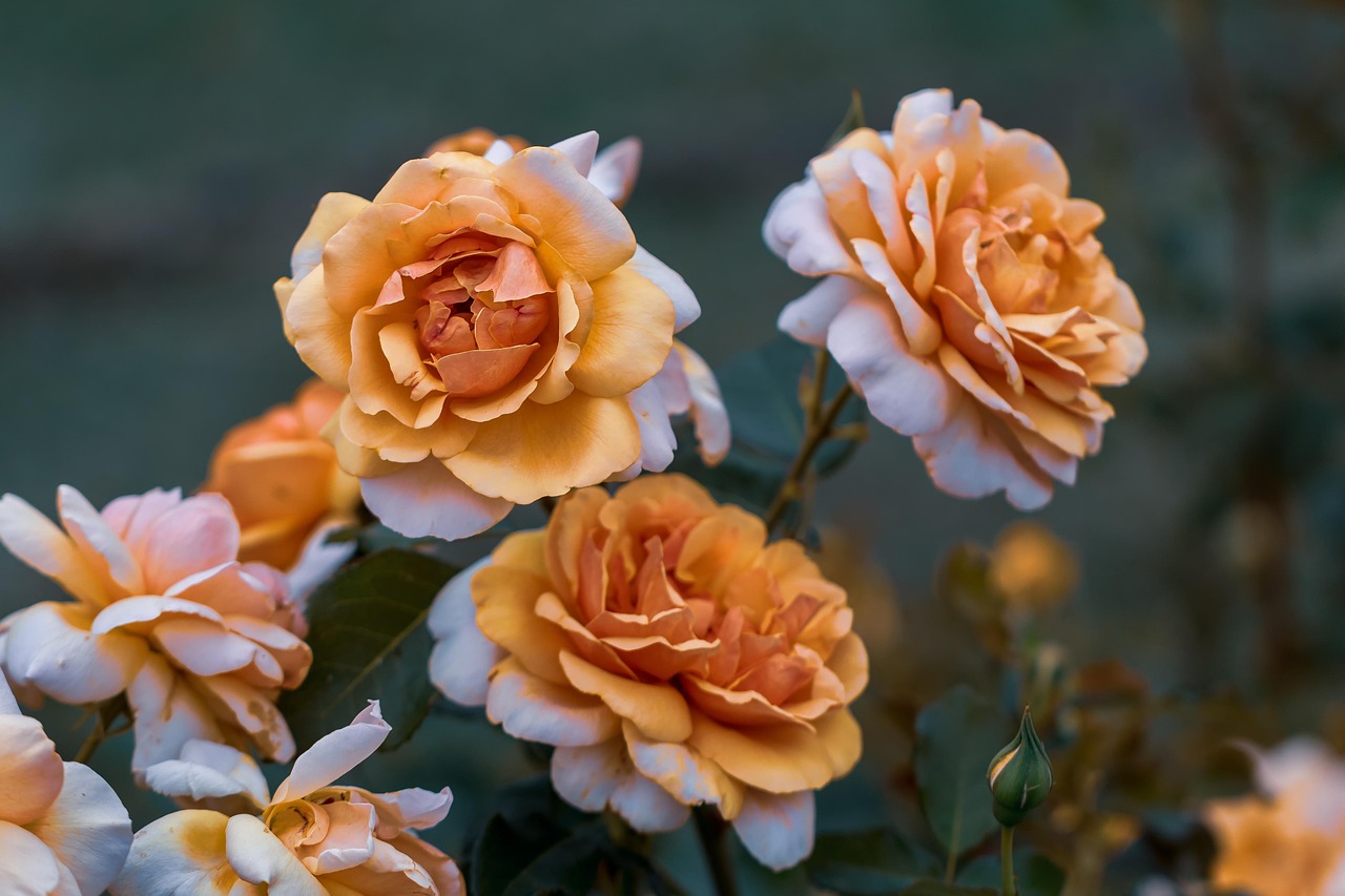 星湖国际花园未来蓝图揭秘,最新动态带你探知未来美好家园