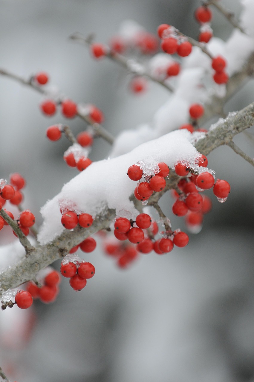 全新iPhone 6s上市价格分析与预测