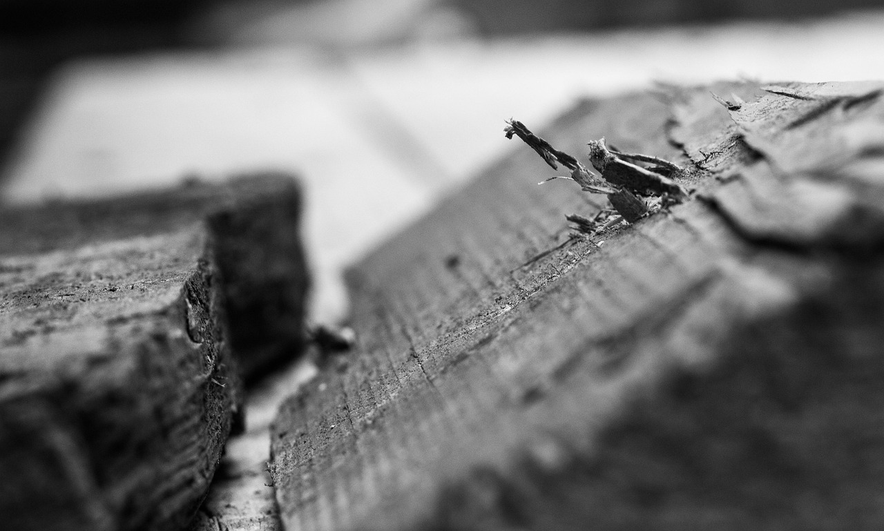 猪棚建设新动态,创新理念与技术驱动畜牧业革新