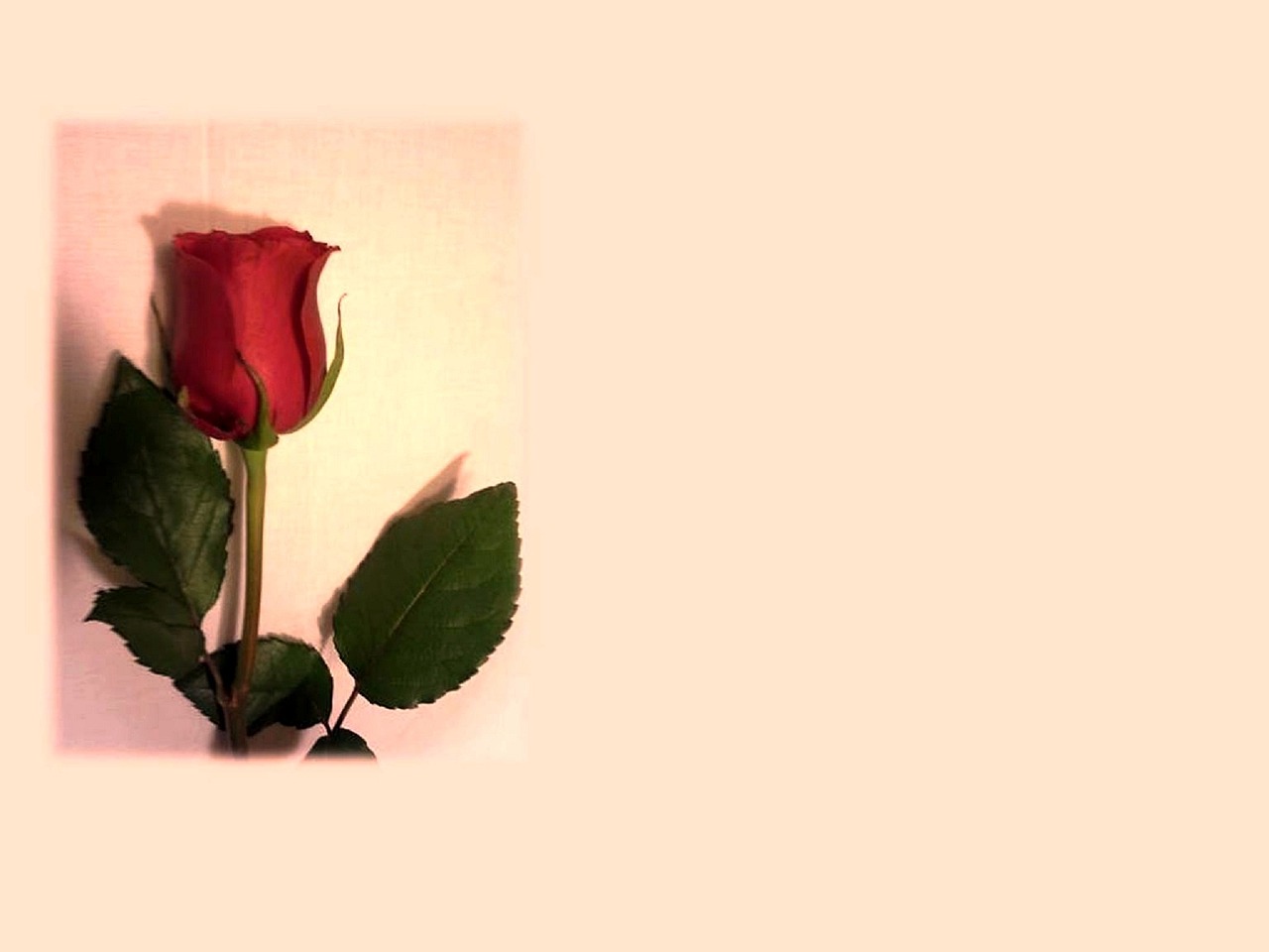 动漫表白图片,情感与创意的交融之美