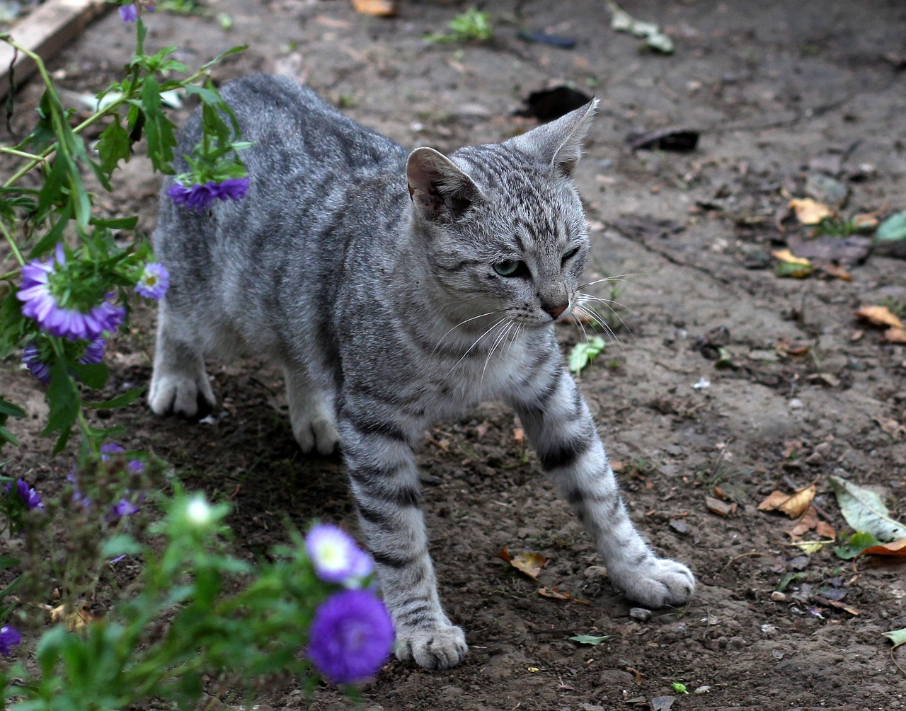 懒猫官方源最新网址探索与体验之旅