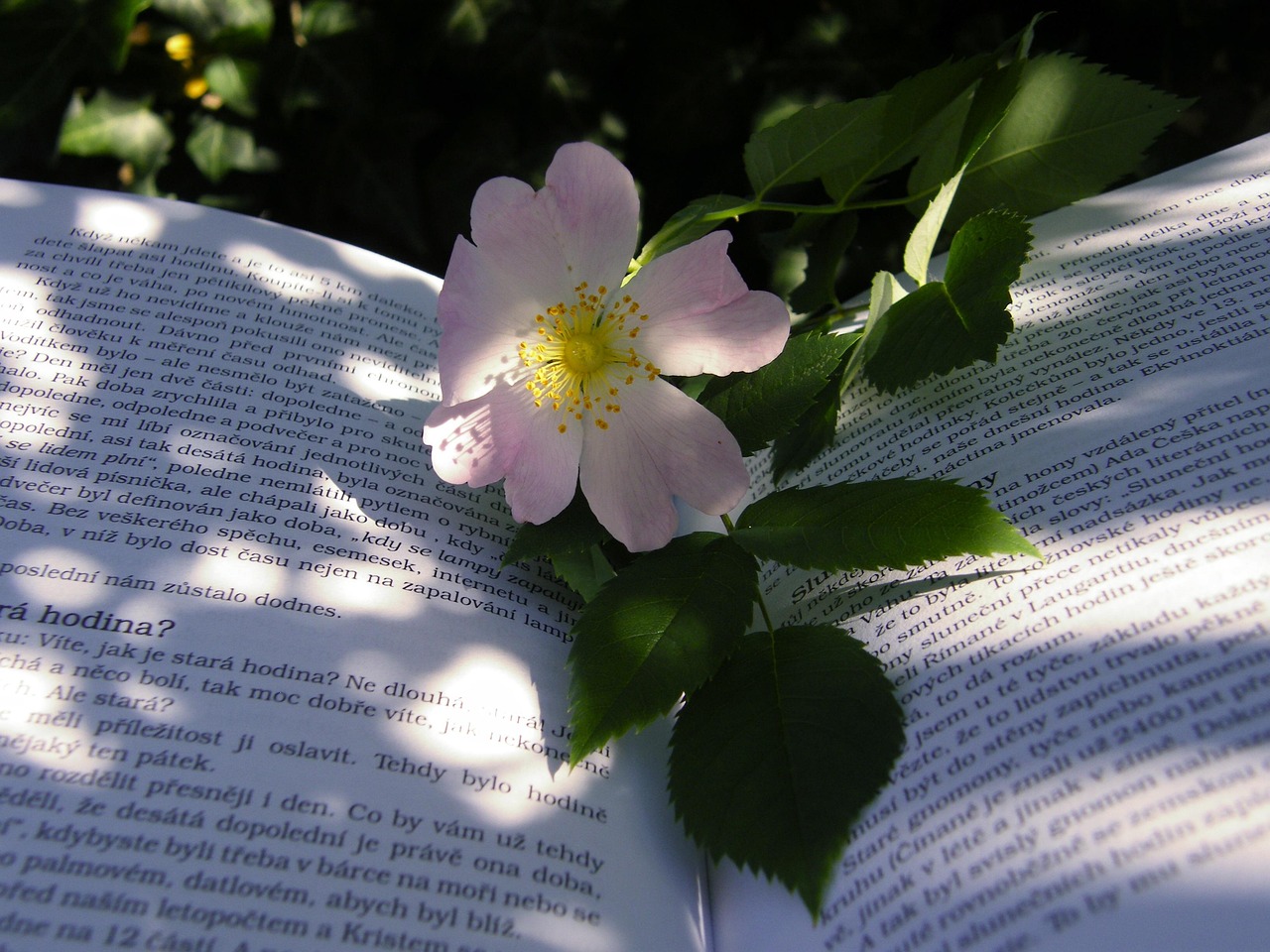 惊世狂花电影,银幕上的璀璨之花