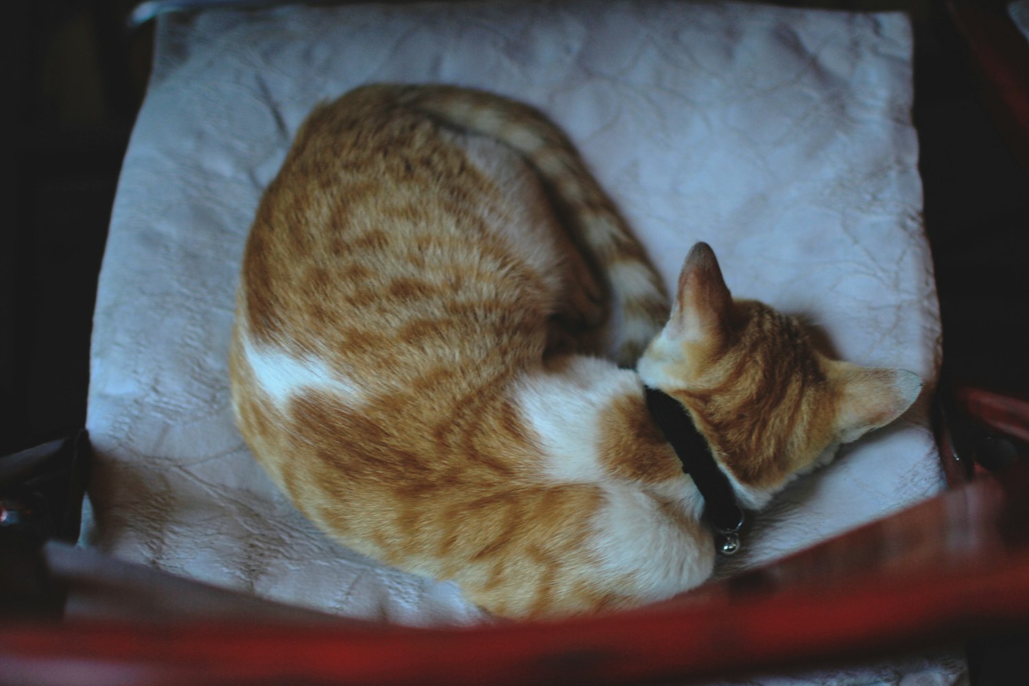 猫咪资讯大揭秘,探索猫咪世界,深入了解猫咪生活