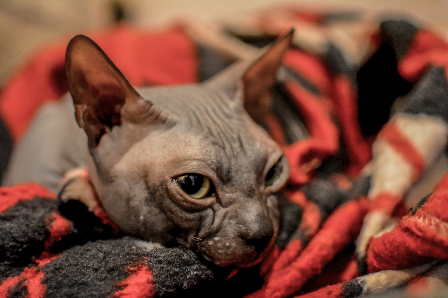 猫咪资讯大揭秘,探索猫咪世界,深入了解猫咪生活