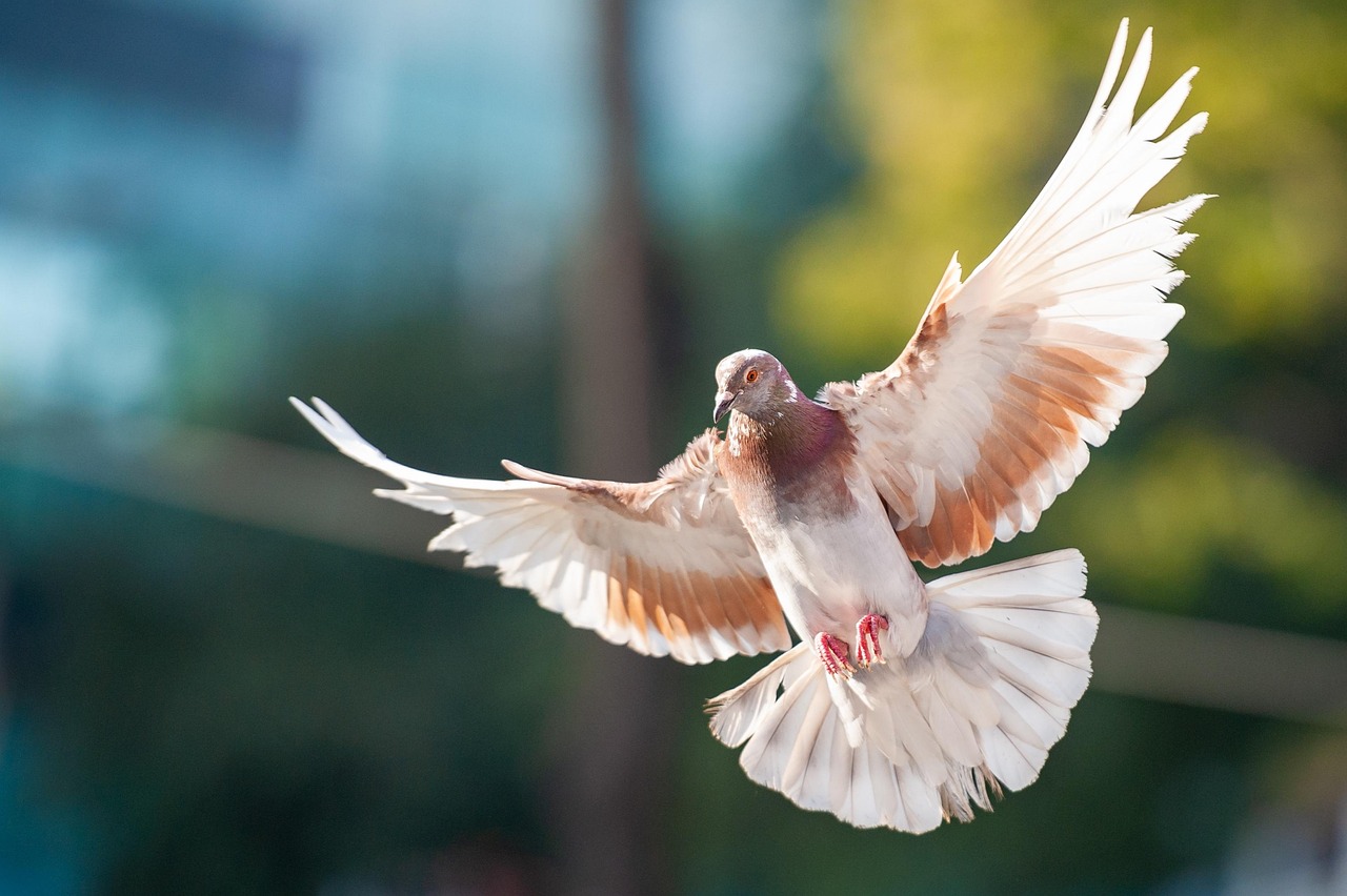 鸽子比赛的奥秘,飞翔的竞技艺术探秘