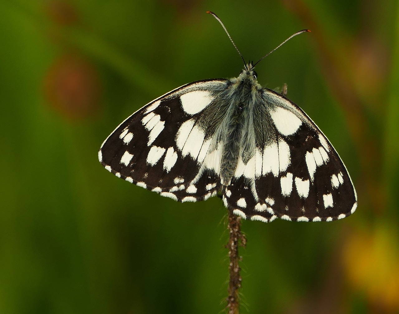 伊川二手房最新信息概览,最新房源、价格及交易动态一网打尽