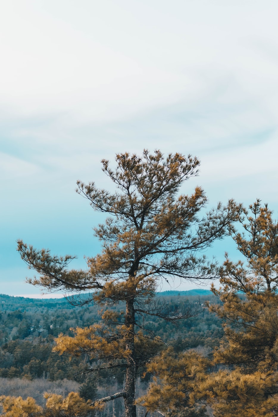 新津旅游攻略,自然美景与人文底蕴的完美融合探索