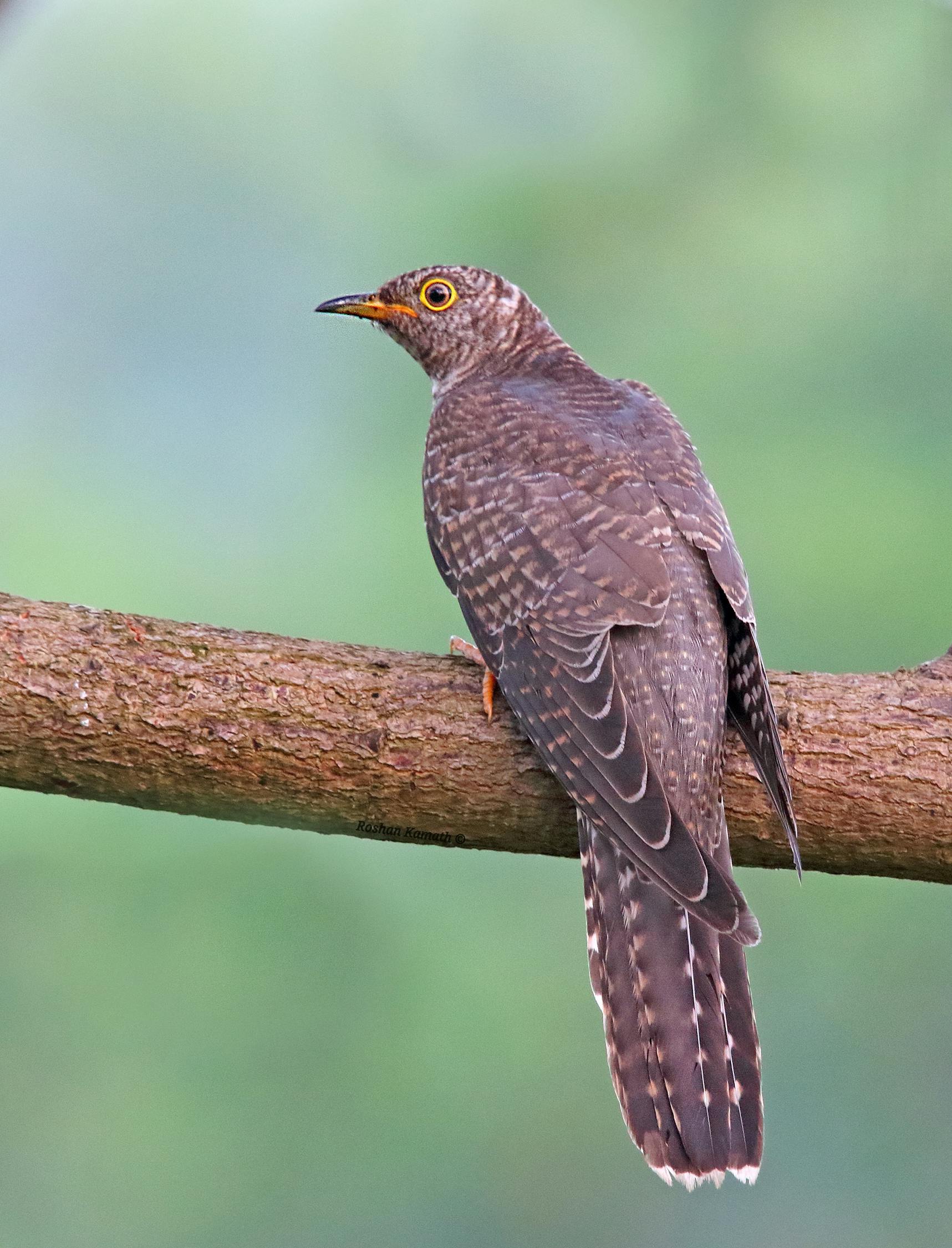 中印边界冲突最新动态,复杂局势下的挑战与应对策略