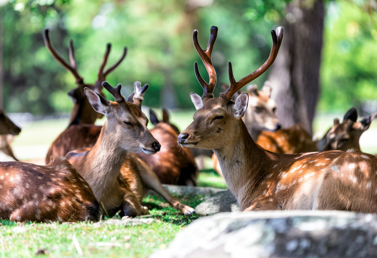 旅鸽新版本软件,开启未来旅行的全新探索之旅
