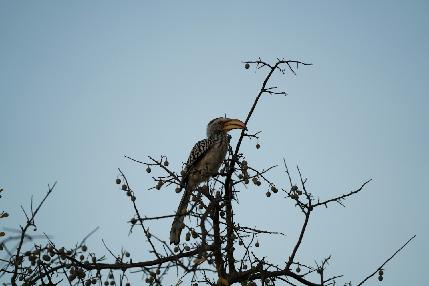 旅鸽新版本软件,开启未来旅行的全新探索之旅