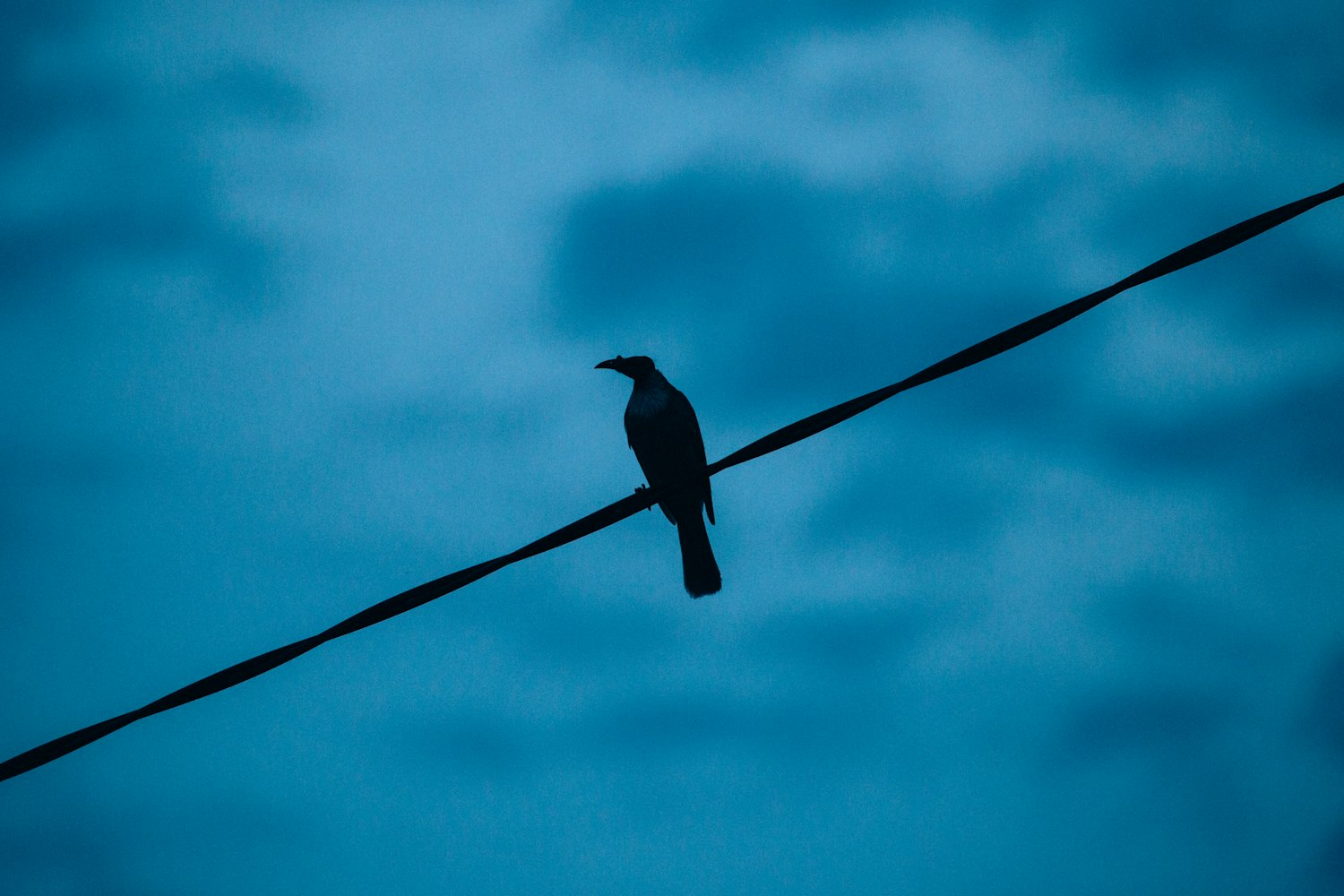 鸵鸟动漫图片的魅力与影响,探索图片背后的故事与情感冲击